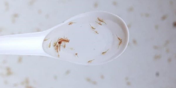 Brine-shrimp-1 Brine-shrimp-1